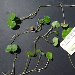 Hydrocotyle pterocarpa