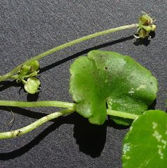 Hydrocotyle pterocarpa