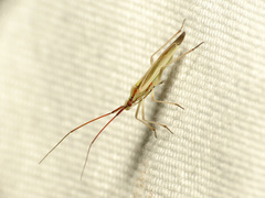 Autumnimiris koebeli