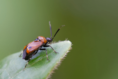 Deraeocoris punctum