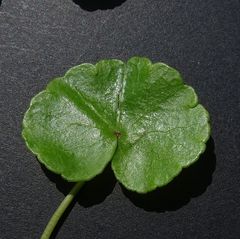 Hydrocotyle pterocarpa