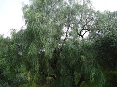 Schinus molle