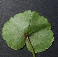 Hydrocotyle pterocarpa