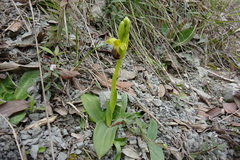 Ophrys fusca fusca