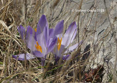 Crocus neapolitanus