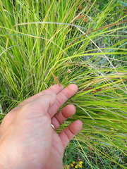Carex dipsacea