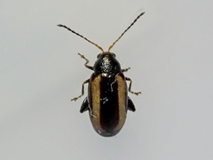 Phyllotreta vittula