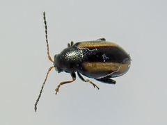 Phyllotreta vittula