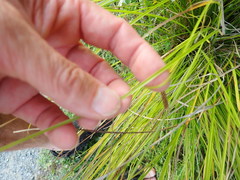 Carex dipsacea