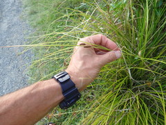 Carex dipsacea
