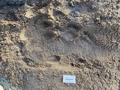 Ceratotherium simum