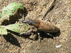 Lixus punctirostris