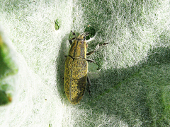 Lixus cardui