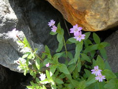 Epilobium algidum