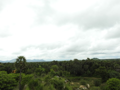 Borassus flabellifer