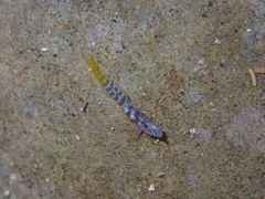 Kelloggella oligolepis