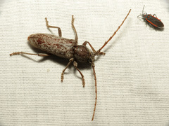 Enaphalodes cortiphagus