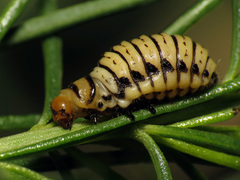 Leptinotarsa lineolata