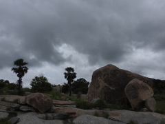 Borassus flabellifer