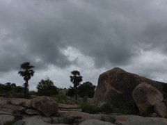 Borassus flabellifer