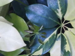 Heptapleurum ellipticum