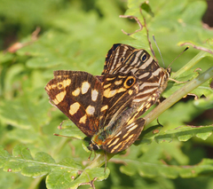 Oreixenica kershawi