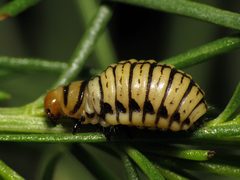 Leptinotarsa lineolata