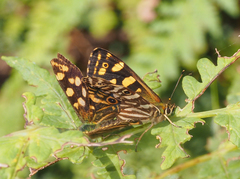 Oreixenica kershawi
