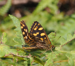 Oreixenica kershawi