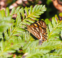 Oreixenica kershawi