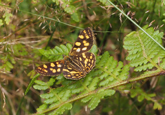 Oreixenica kershawi
