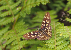 Oreixenica kershawi