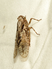 Alphina glauca