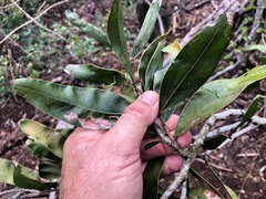 Acacia fasciculifera