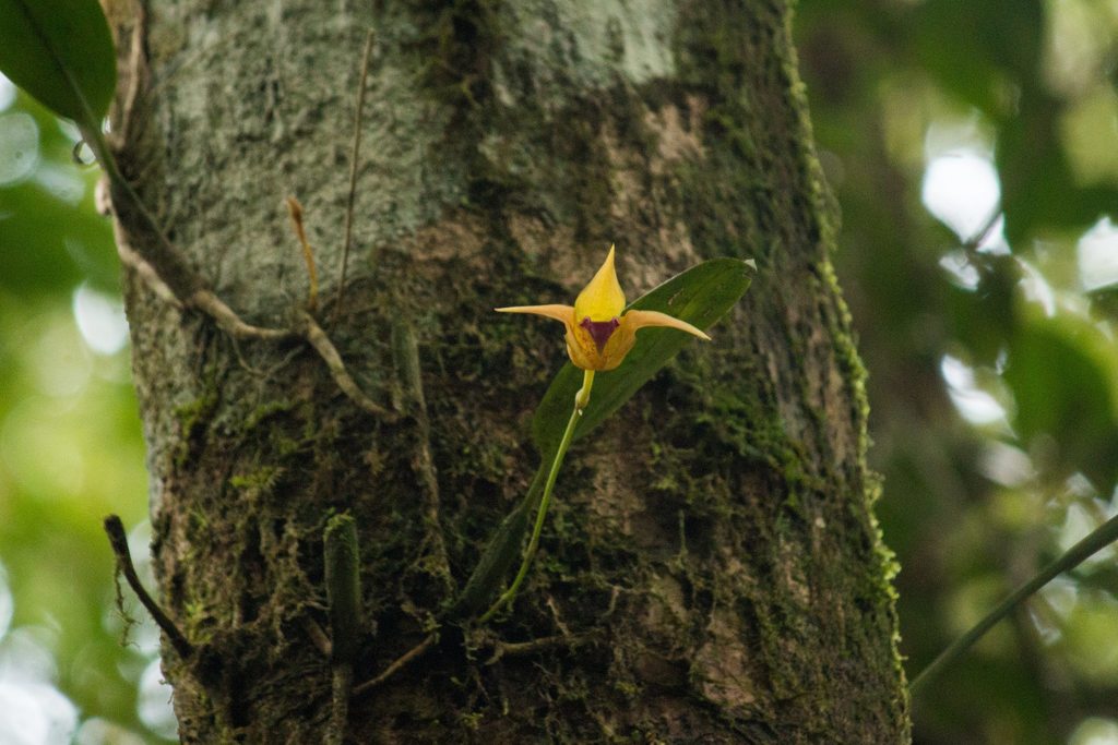 Bulbophyllum uniflorum (Blume) Hassk. 4