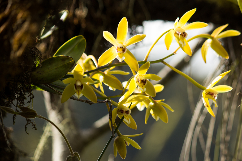 Dendrobium cymbidioides (Blume) Lindl. 2