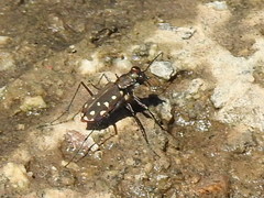 Cicindela sedecimpunctata