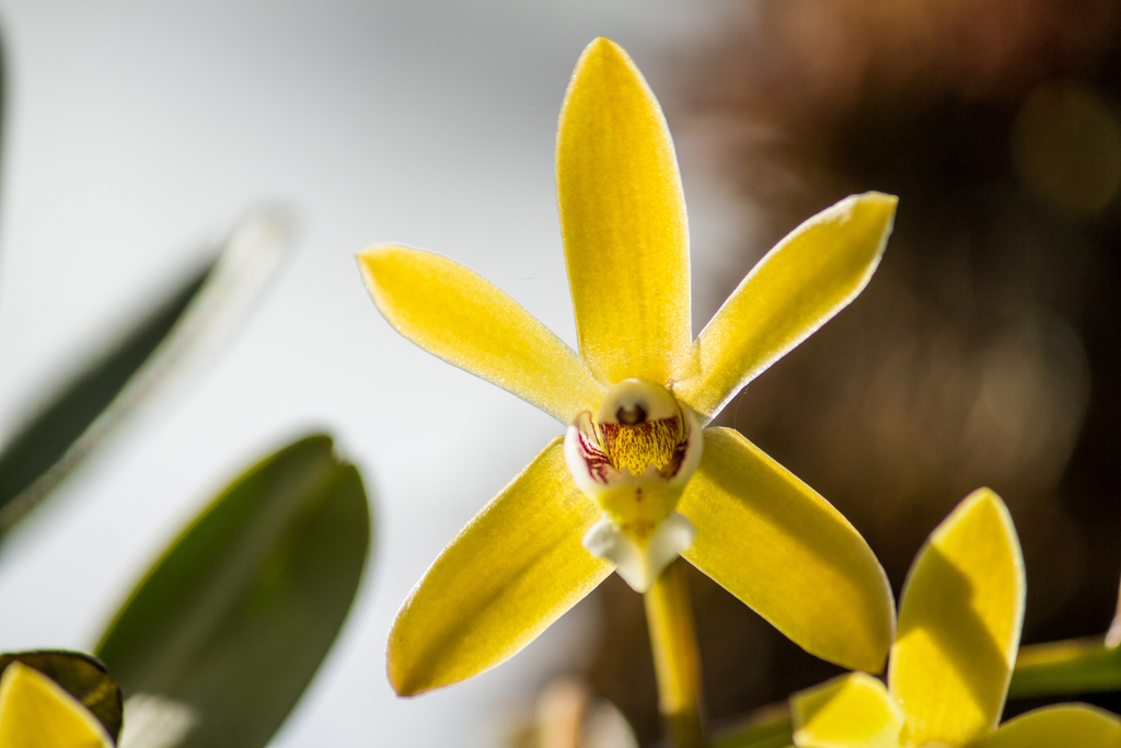 Dendrobium cymbidioides (Blume) Lindl. 3