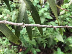 Acacia fasciculifera