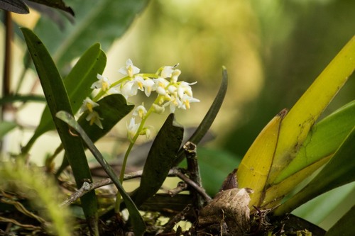 Bulbophyllum gibbosum (Blume) Lindl.