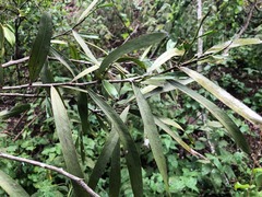 Acacia fasciculifera