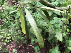 Acacia fasciculifera