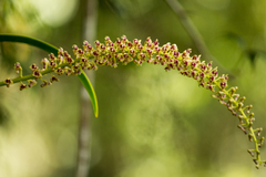 Aeridostachya decurrentipetala