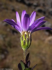 Madagaster madagascariensis