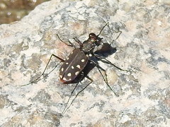Cicindela sedecimpunctata