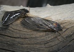 Abantiades atripalpis