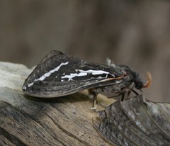 Abantiades atripalpis