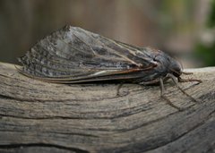 Abantiades atripalpis