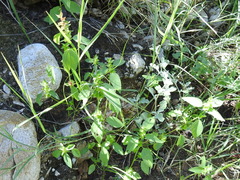 Acalypha neomexicana