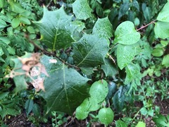 Alchornea ilicifolia